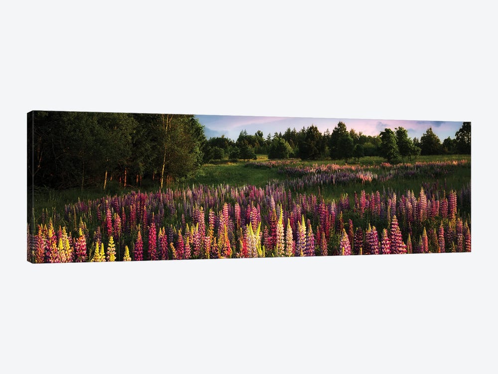 Wild Lupine Panoramic by Dennis Frates 1-piece Canvas Artwork
