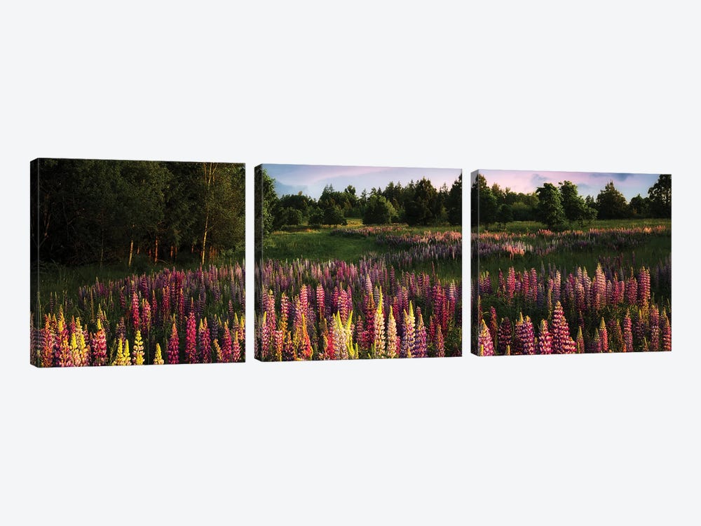 Wild Lupine Panoramic by Dennis Frates 3-piece Canvas Artwork