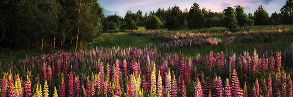 Lupines: Wild Lupine Panoramic by Dennis Frates