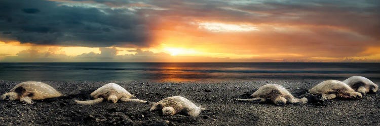 Sea Turtles At Sunset Panoramic