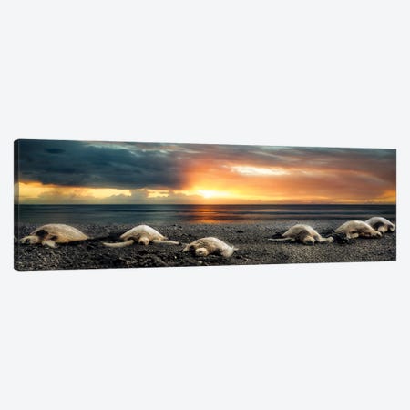 Sea Turtles At Sunset Panoramic Canvas Print #DEN2023} by Dennis Frates Canvas Print