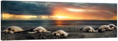 Sea Turtles At Sunset Panoramic Canvas Art Print - Rocky Beach Art
