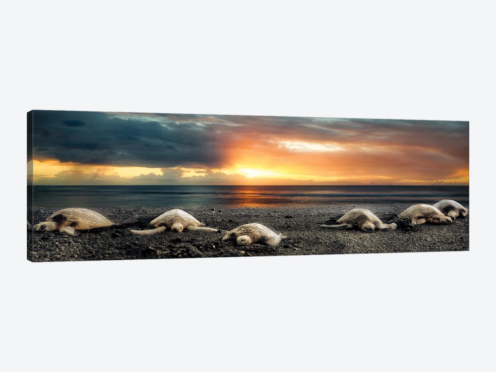 Sea Turtles At Sunset Panoramic by Dennis Frates 1-piece Canvas Wall Art