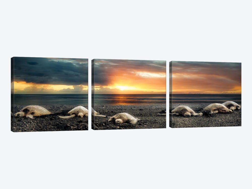 Sea Turtles At Sunset Panoramic by Dennis Frates 3-piece Canvas Art