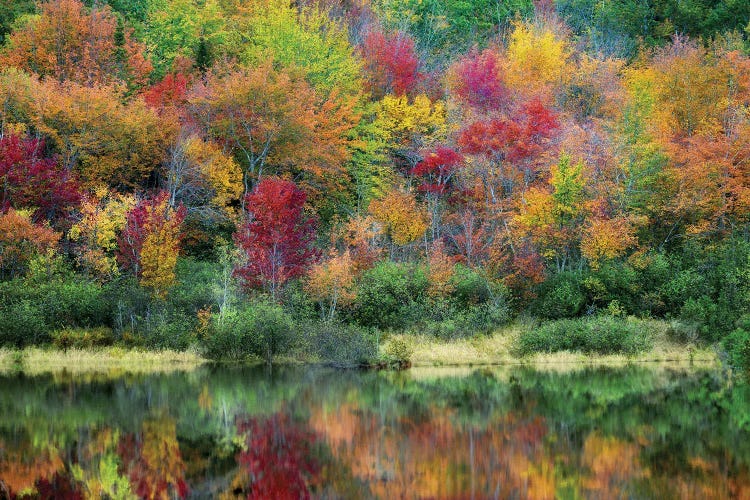 Maine Autumn