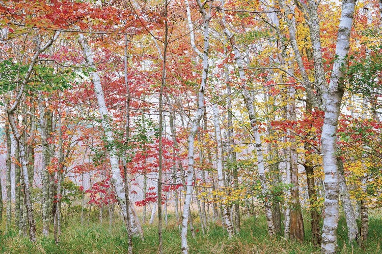 Acadia Fall Color II