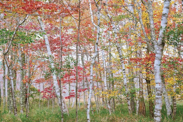 Dennis Frates: Acadia Fall Color II by Dennis Frates