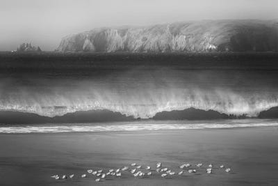 Seashore Birds by Dennis Frates framed wall art