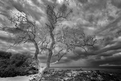 Tropical Tree by Dennis Frates canvas print