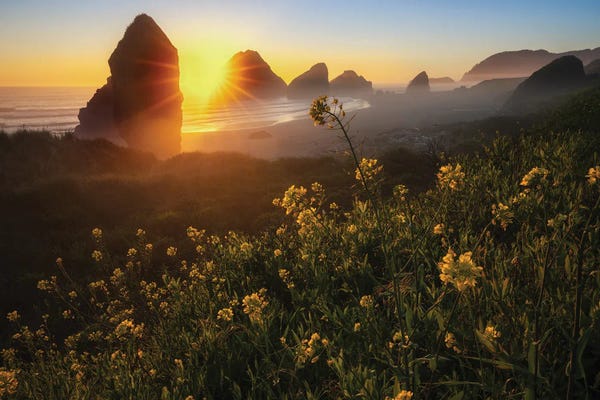 Wildflowers: Seaside Wildflowers Sunset II by Dennis Frates
