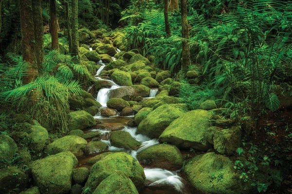 Zen Master: Tropical Stream by Dennis Frates