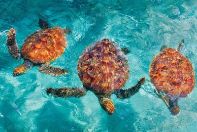 Tropical Turtles by Dennis Frates art print