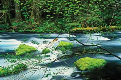 Mossy Stream I by Dennis Frates canvas print
