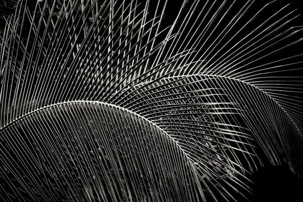 Fine Art Print: Tropical Foliage III by Dennis Frates