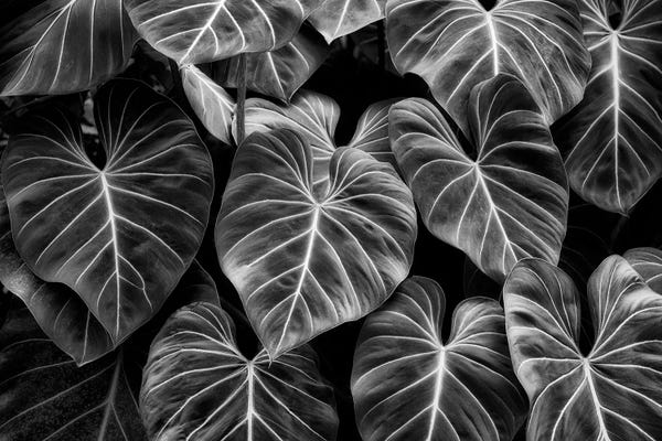 Fine Art Print: Tropical Foliage IV by Dennis Frates