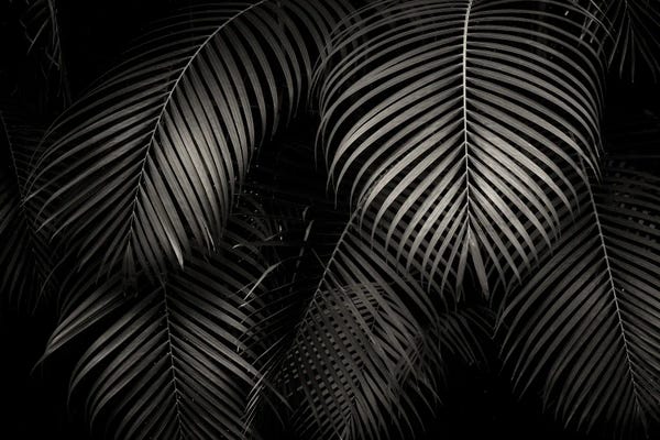 Fine Art Print: Tropical Foliage V by Dennis Frates