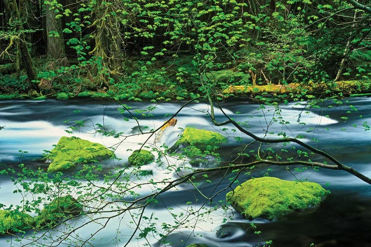 Mossy Stream I