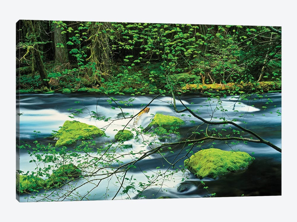 Mossy Stream I by Dennis Frates 1-piece Canvas Art Print