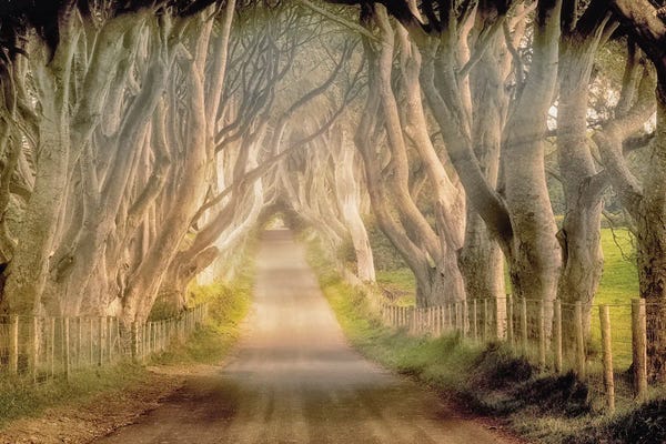 Tunnel Of Trees