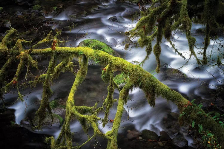 Mossy Stream II by Dennis Frates wall art