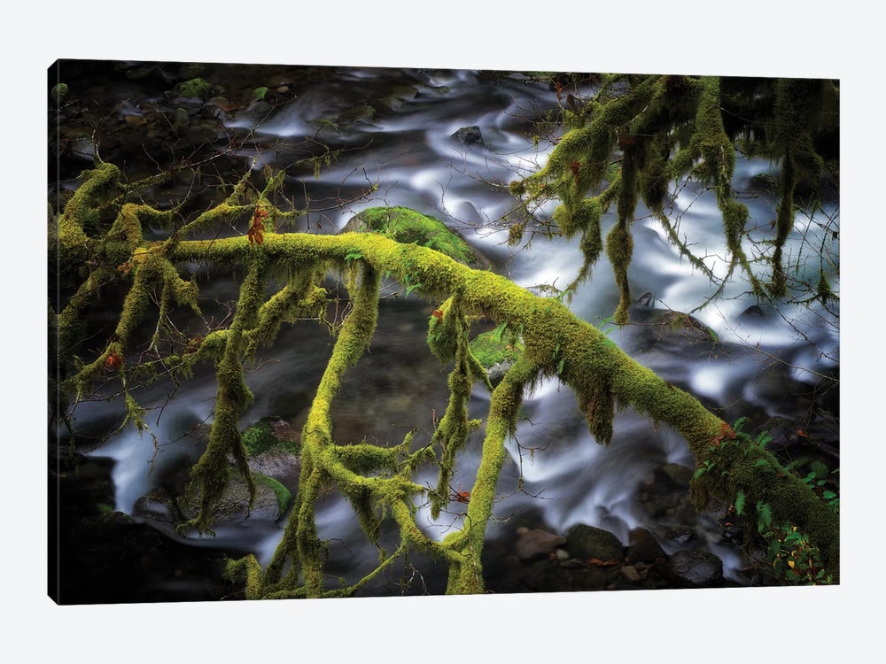 Mossy Stream II by Dennis Frates 1-piece Canvas Art