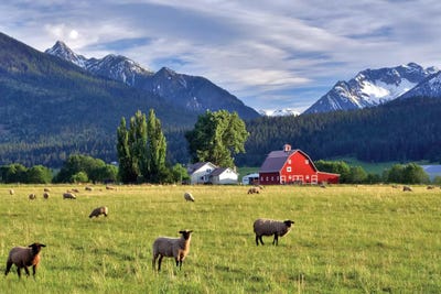 Mountain Sheep by Dennis Frates canvas print
