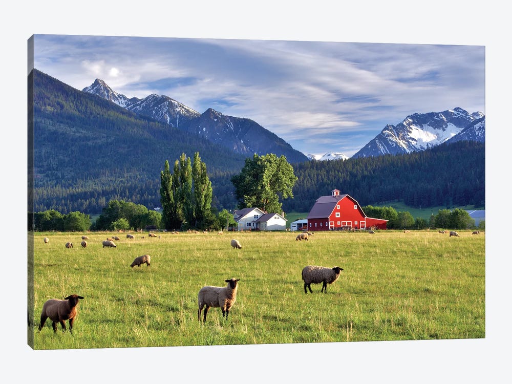 Mountain Sheep by Dennis Frates 1-piece Art Print