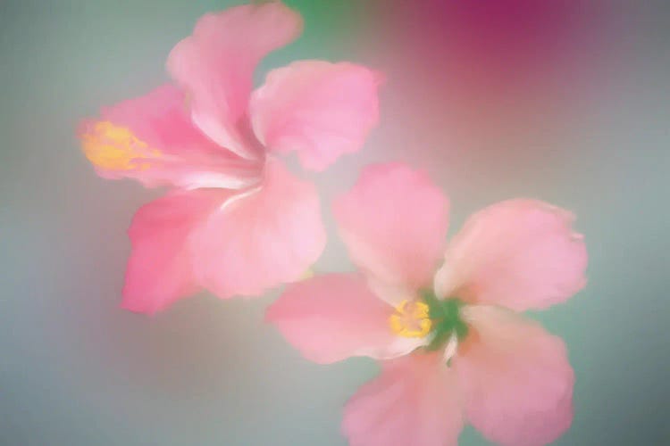 Tropical Mist