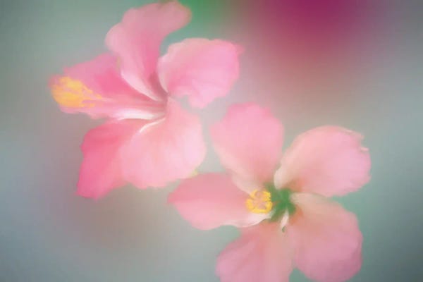 Dennis Frates: Tropical Mist by Dennis Frates