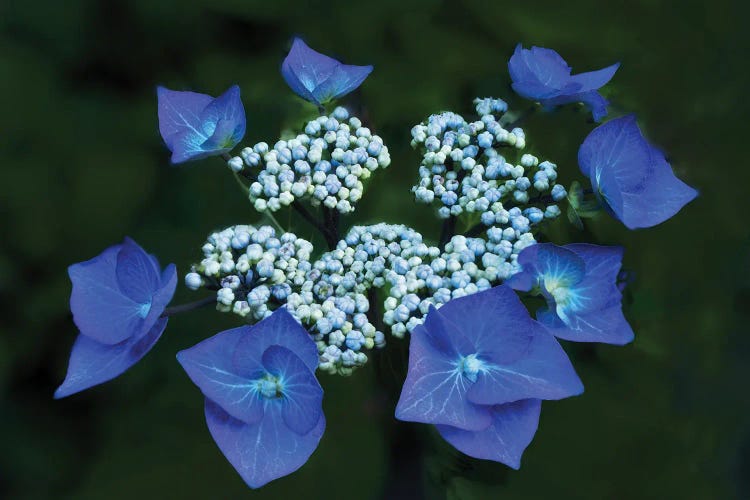 Hydrangea Close Up by Dennis Frates wall art
