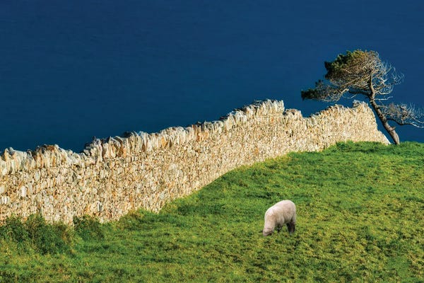 Sheep: Rock Wall And Sheep by Dennis Frates