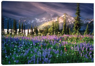 Mountain Wildflowers Canvas Art Print - Evergreen Tree Art