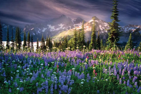 Wildflowers: Mountain Wildflowers by Dennis Frates