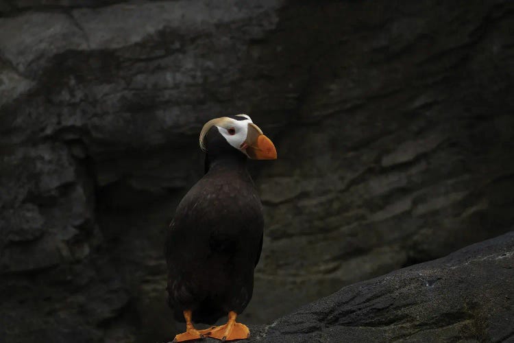 Puffin by Dennis Frates wall art