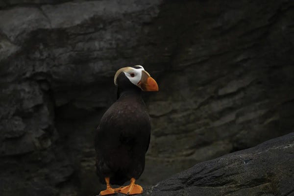 Puffins: Puffin by Dennis Frates