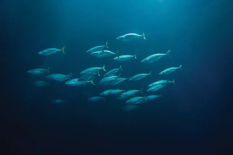 Fish School by Dennis Frates wall art