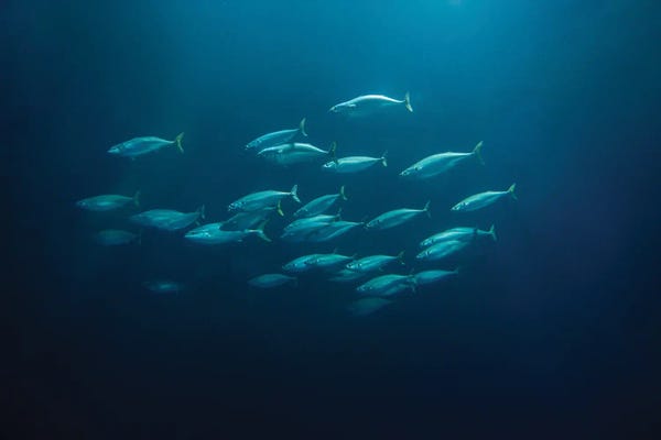 Minimalist Wildlife Photography: Fish School by Dennis Frates
