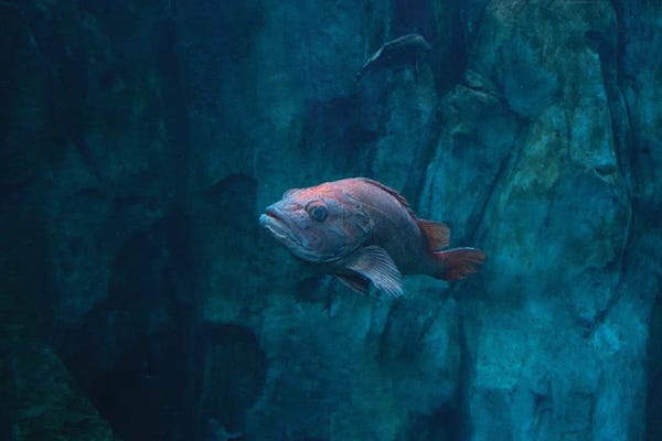 Rock Cod
