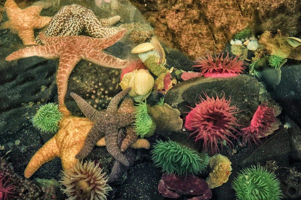 Starfish: Low Tide Display by Dennis Frates