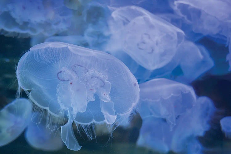 Jelly Fish Display by Dennis Frates wall art
