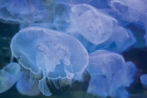 Jellyfish: Jelly Fish Display by Dennis Frates