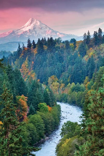 Evergreen Trees: Mt. Hood Autumn I by Dennis Frates