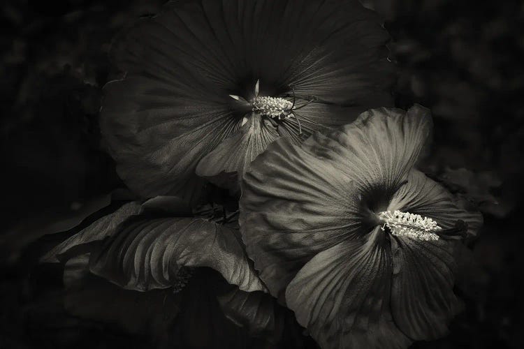 Hibiscus Fine Art by Dennis Frates wall art
