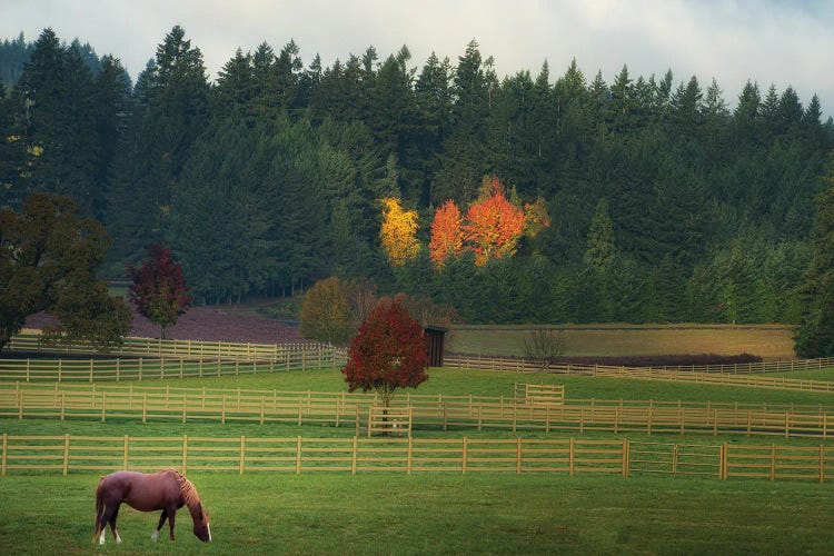 Autumn Grazing by Dennis Frates wall art