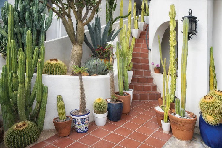 Cactus Entry by Dennis Frates wall art
