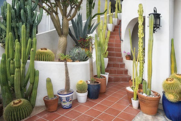 Dennis Frates: Cactus Entry by Dennis Frates