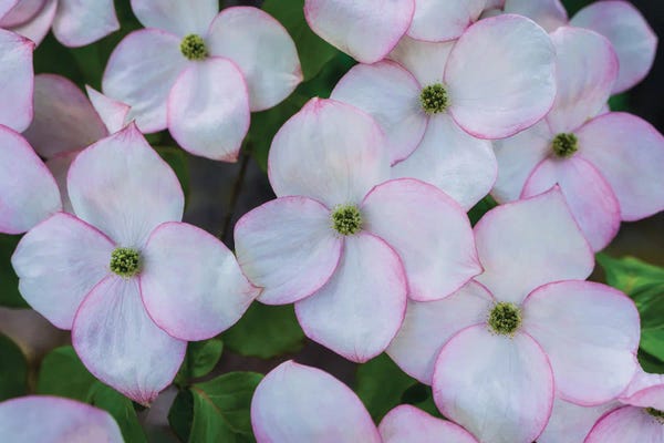 Dogwood: Dogwood Flowers III by Dennis Frates