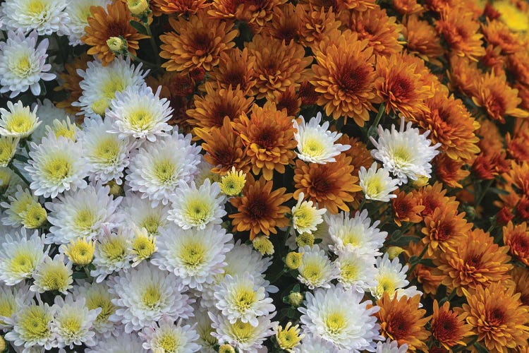 Mums II by Dennis Frates wall art