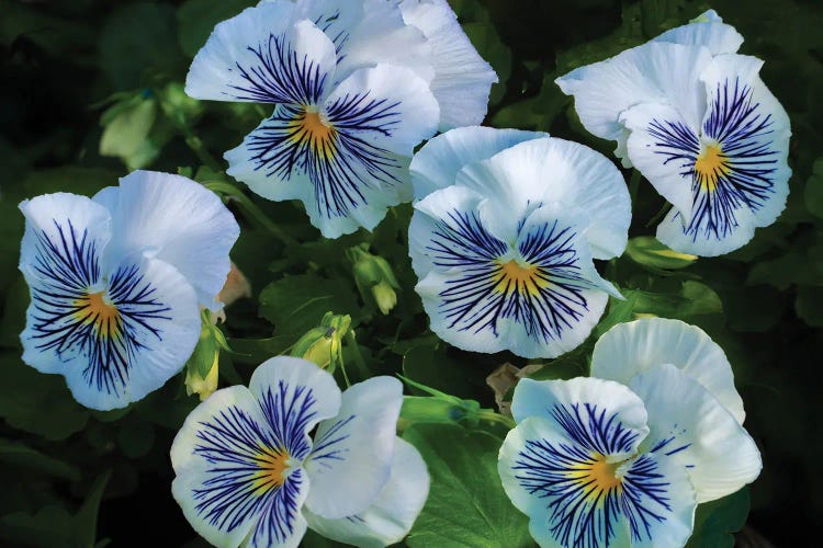 Pansy Flowers by Dennis Frates wall art