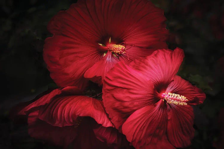 Fine Art Hibiscus